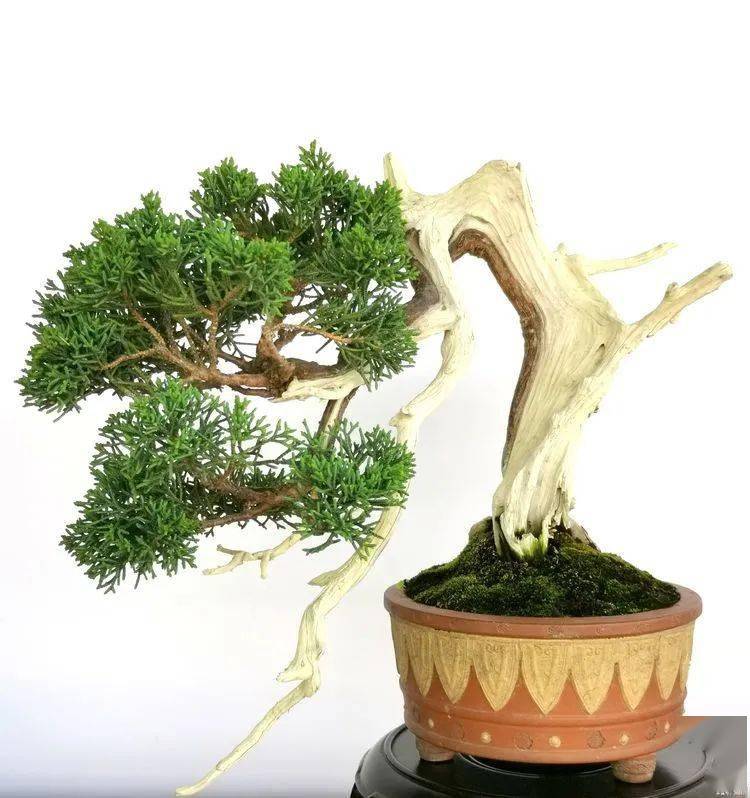 大饱眼福五一同安举行闽派盆景展太美了