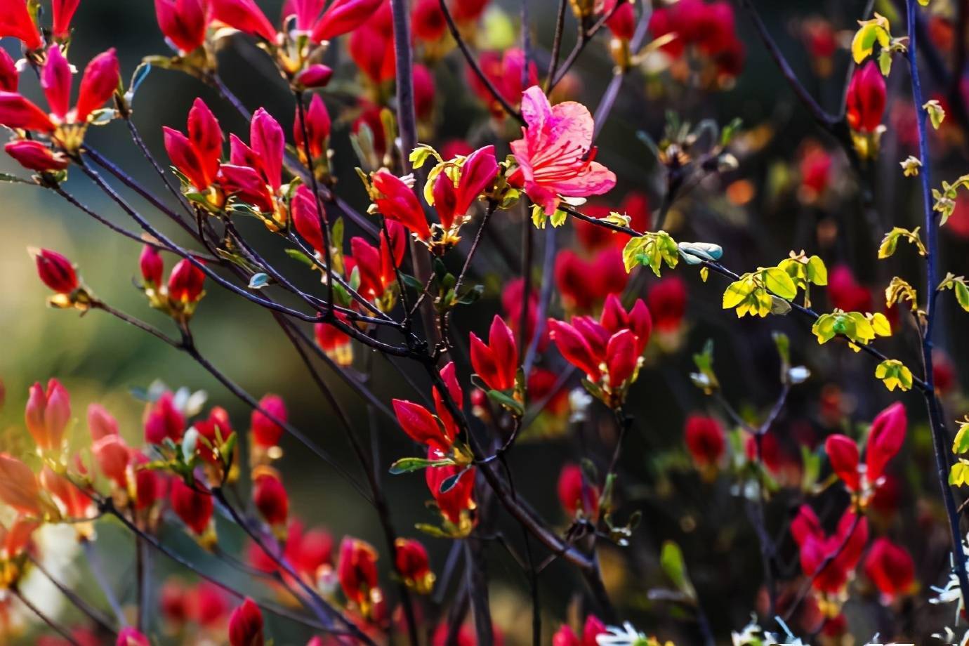 坡山村龙顶山的野生杜鹃竞相开放夕阳下的杜鹃花简直就是美爆了