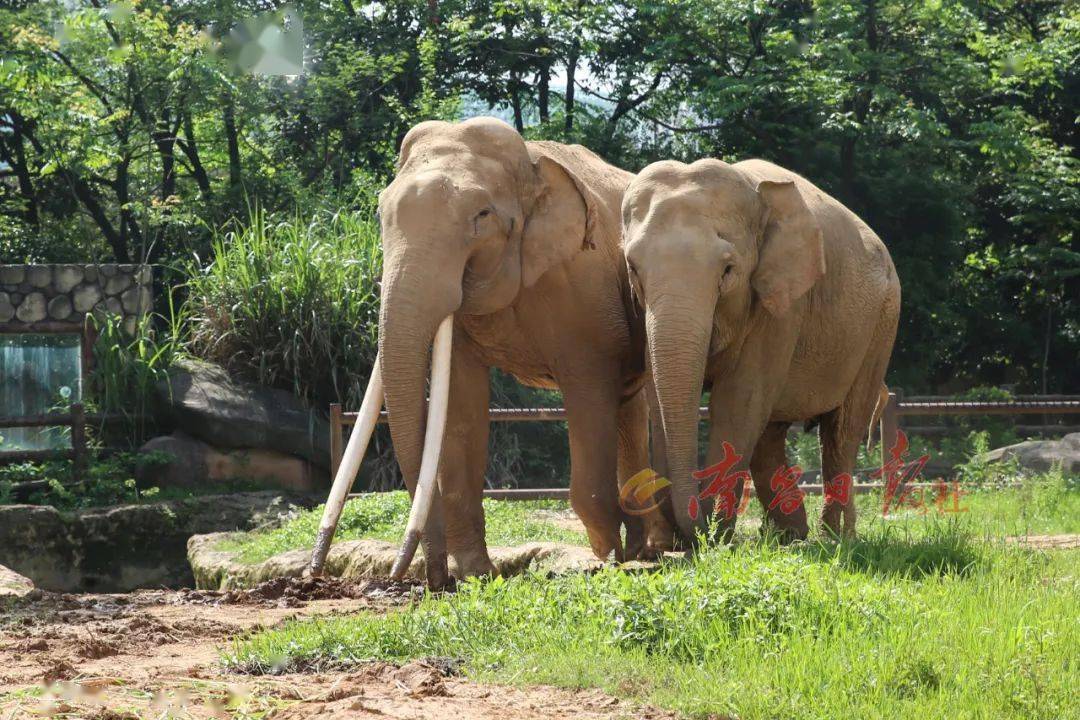 世界第一,就在南昌!趕緊來圍觀_動物園