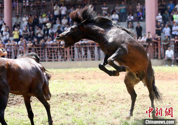 广西苗乡融水数十匹公马争夺"马王"