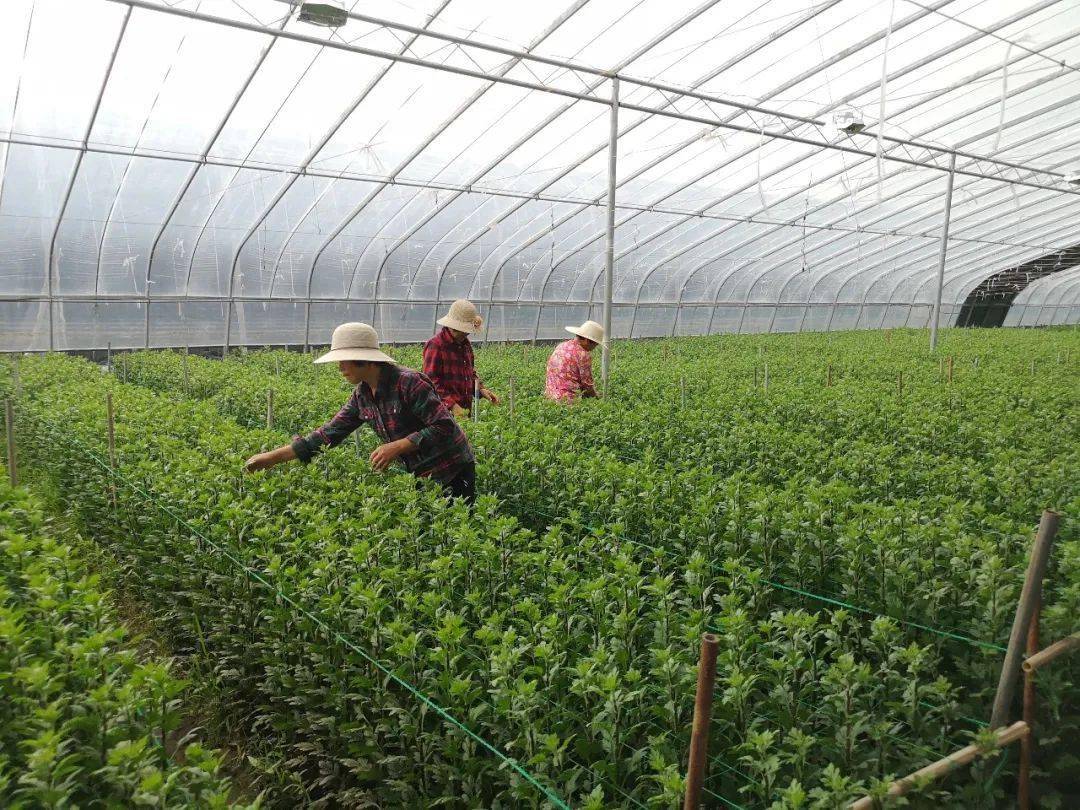 出口额达560万!兰陵尚岩镇种菊花开出"致富花"_种植