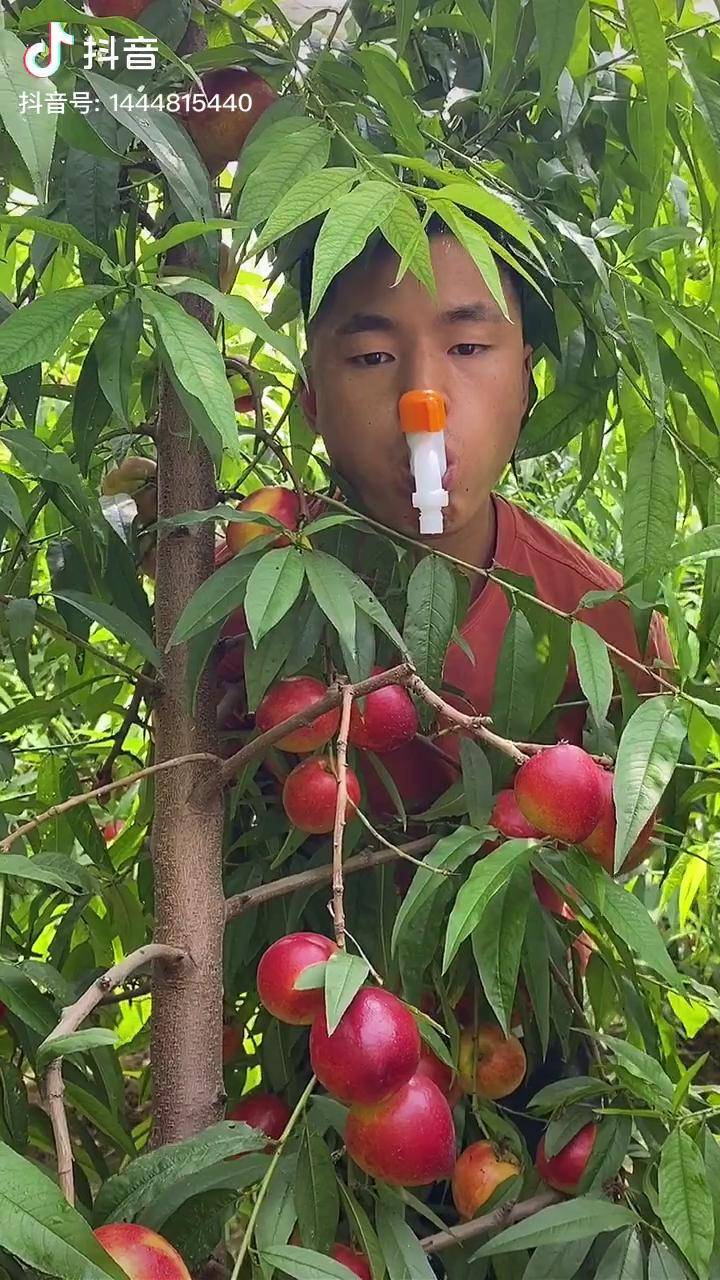 在果园想吃桃子没水怎么办这个方法你觉得怎么样三农油桃水果黄心油桃