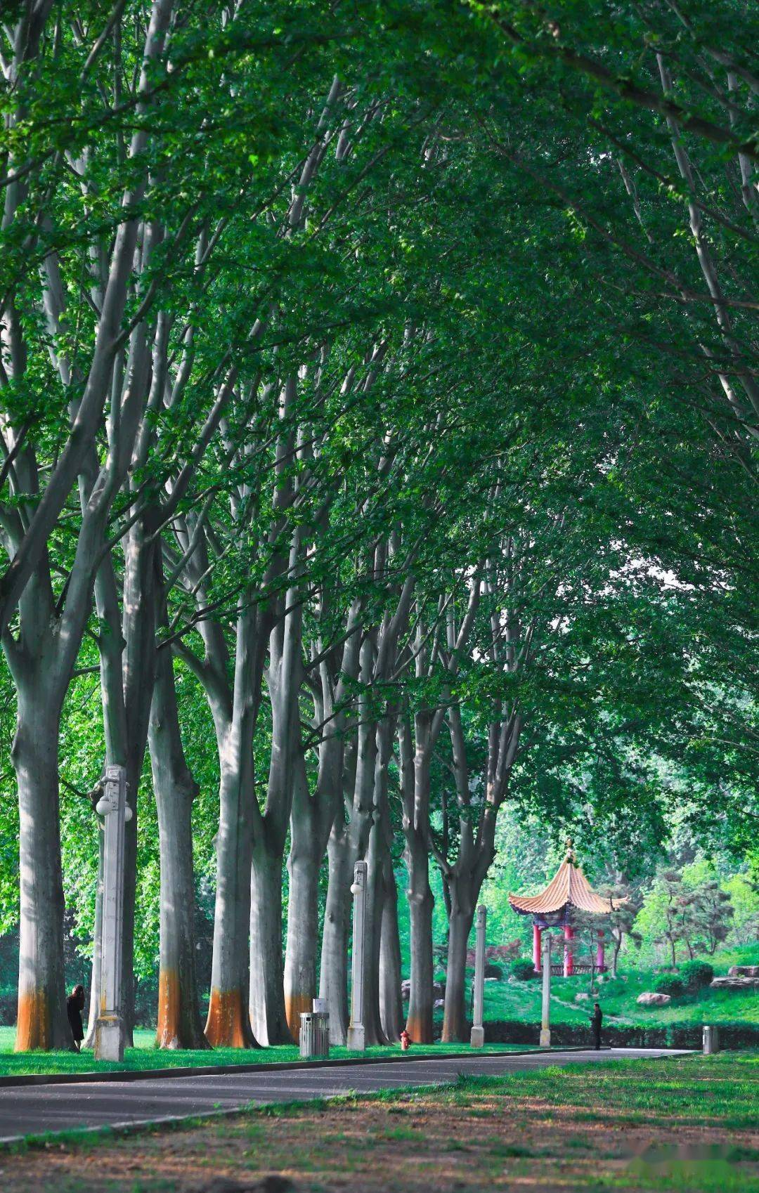 在郑州爱上法桐