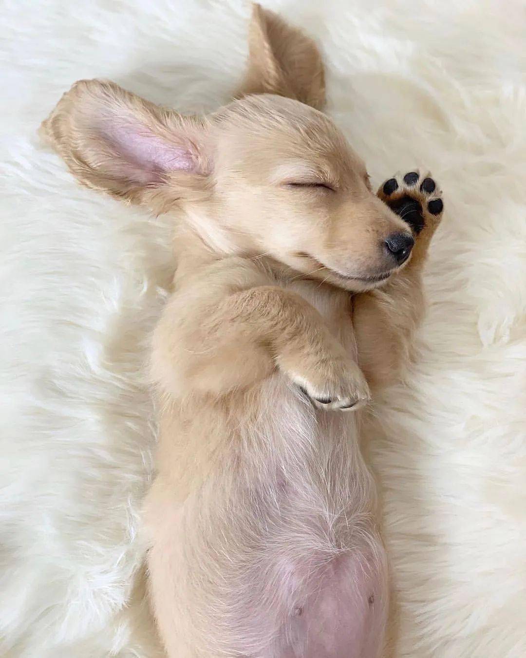 心情不好就来看看小奶狗乖巧安静的睡颜整个人都被治愈了