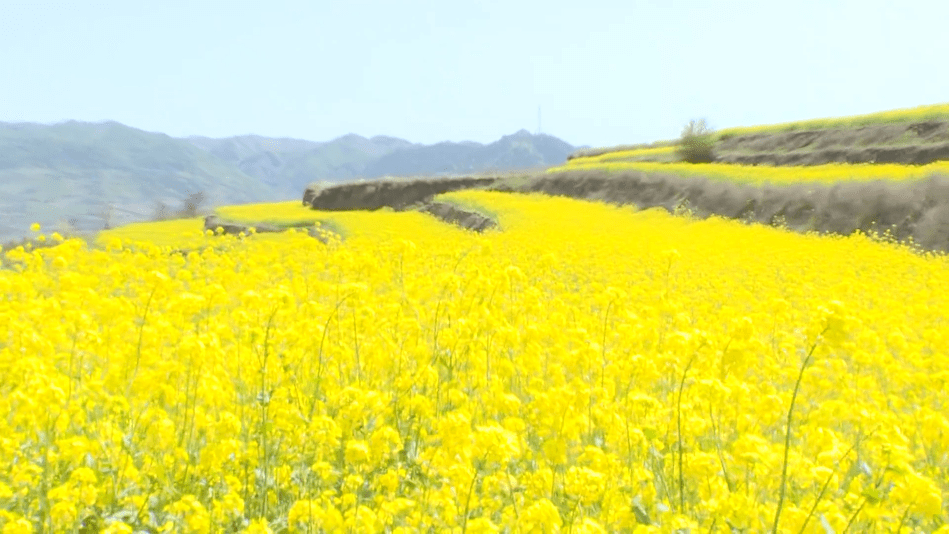 秦岭镇 油菜花开春光美景色如画踏出来 梨树村