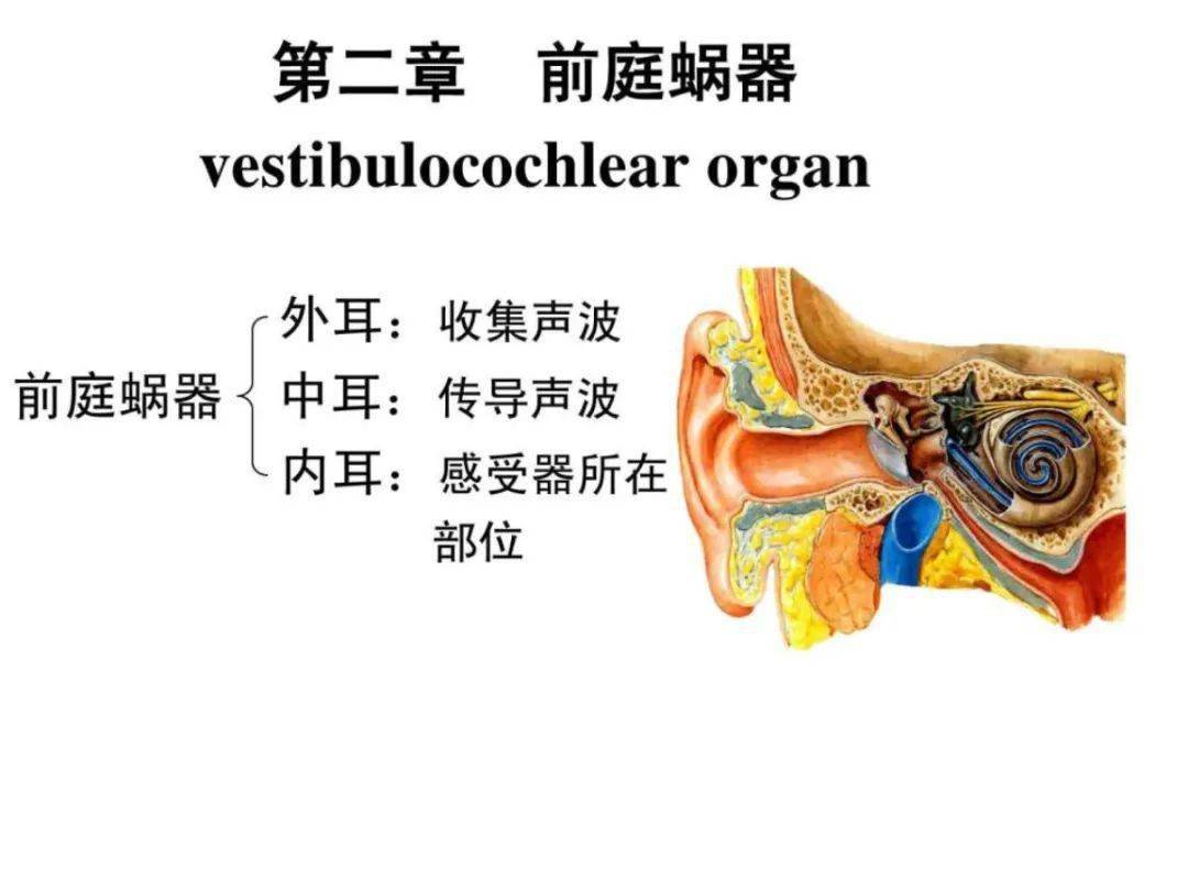 在交通工具上由於速度和加速度的變化,導致前庭功能異常引起的頭暈