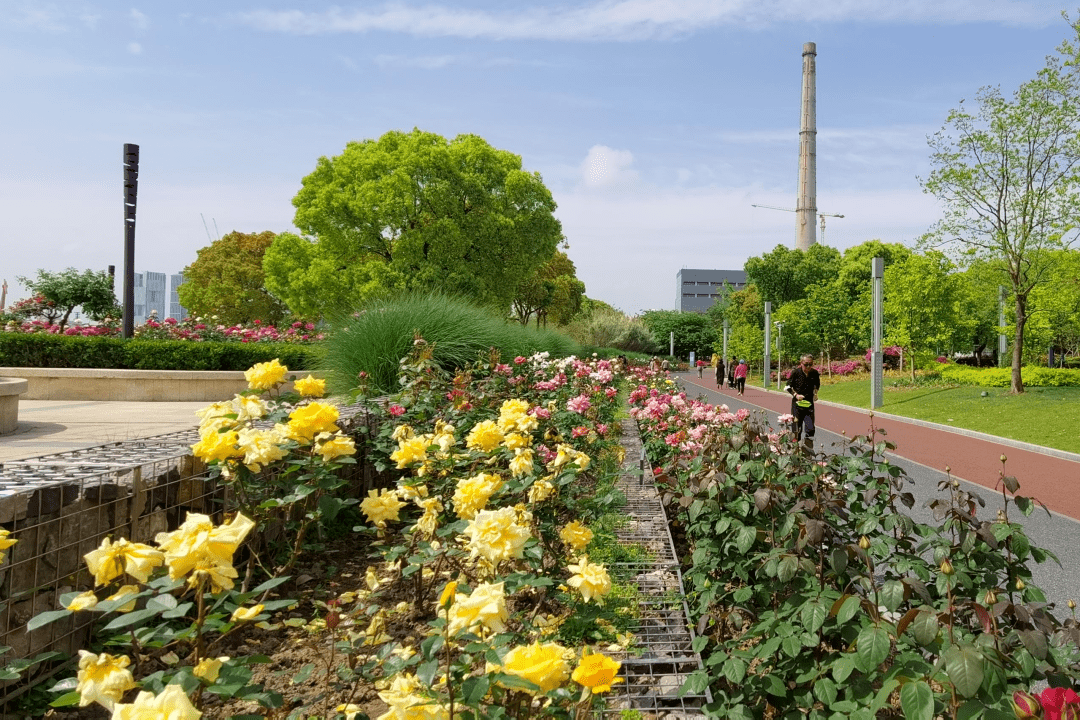 探索沪上哪里月季花最美到这些公园来看看吧