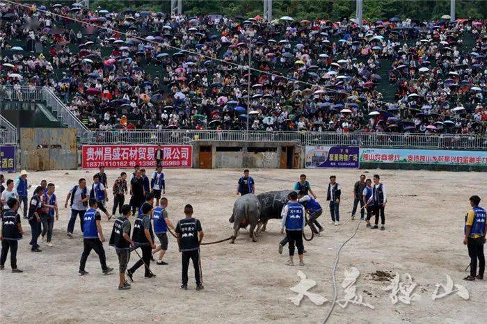 火爆下司镇首届牛王争霸赛吸引上万人观看