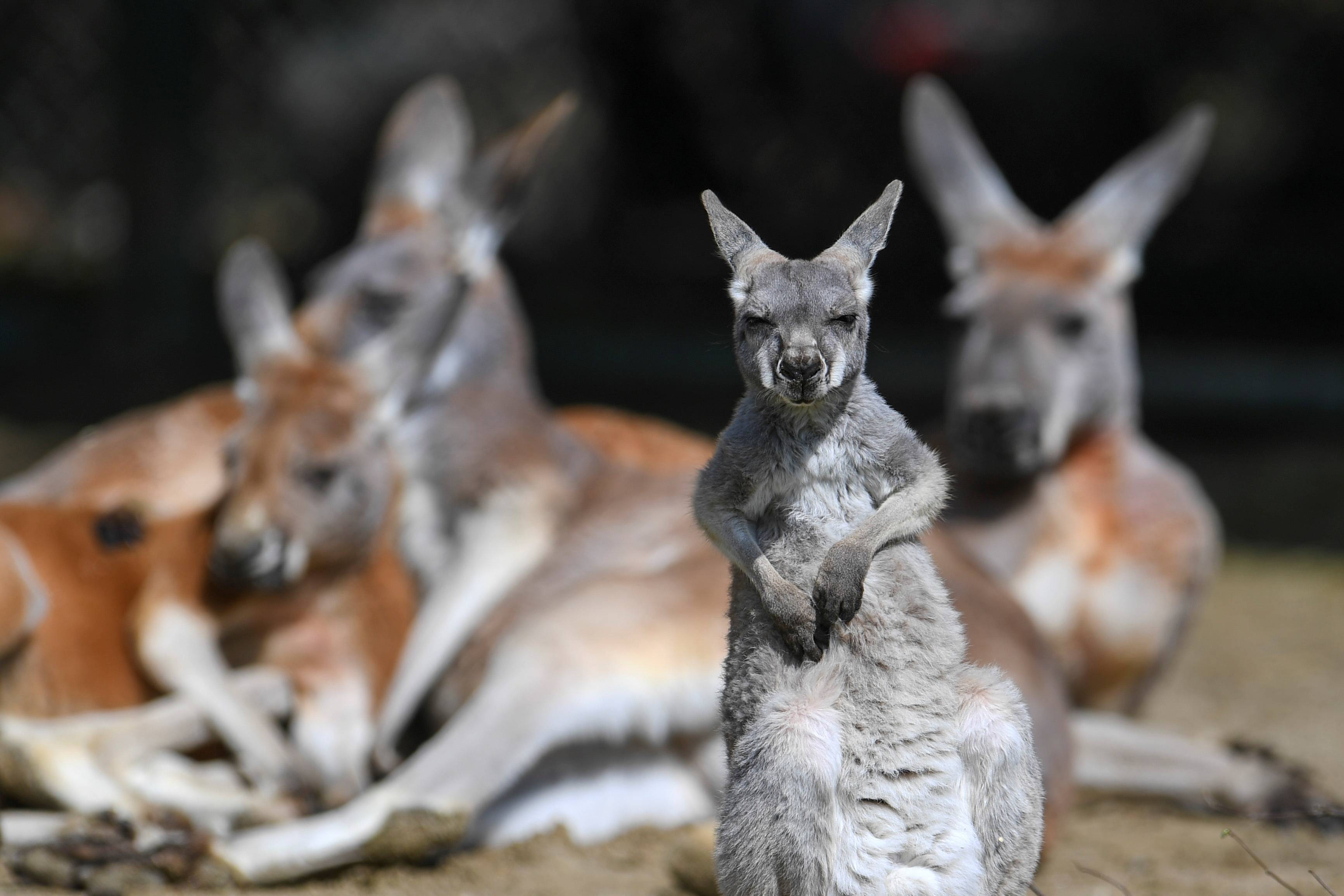 慕尼黑赫拉布鲁恩动物园重开