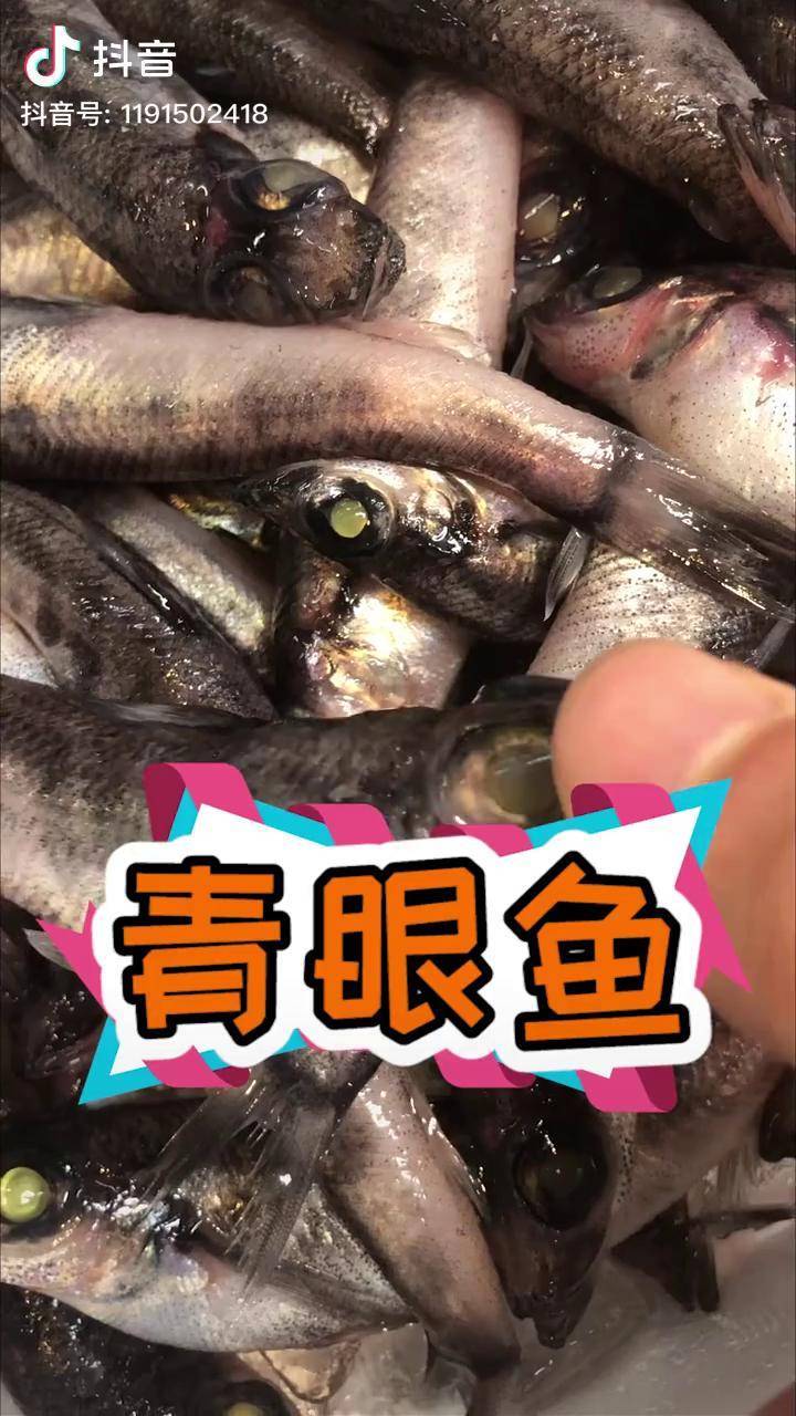 眼睛会反光的鱼青眼鱼深海鱼刺身美食美食趣胃计划在家做个拿手菜