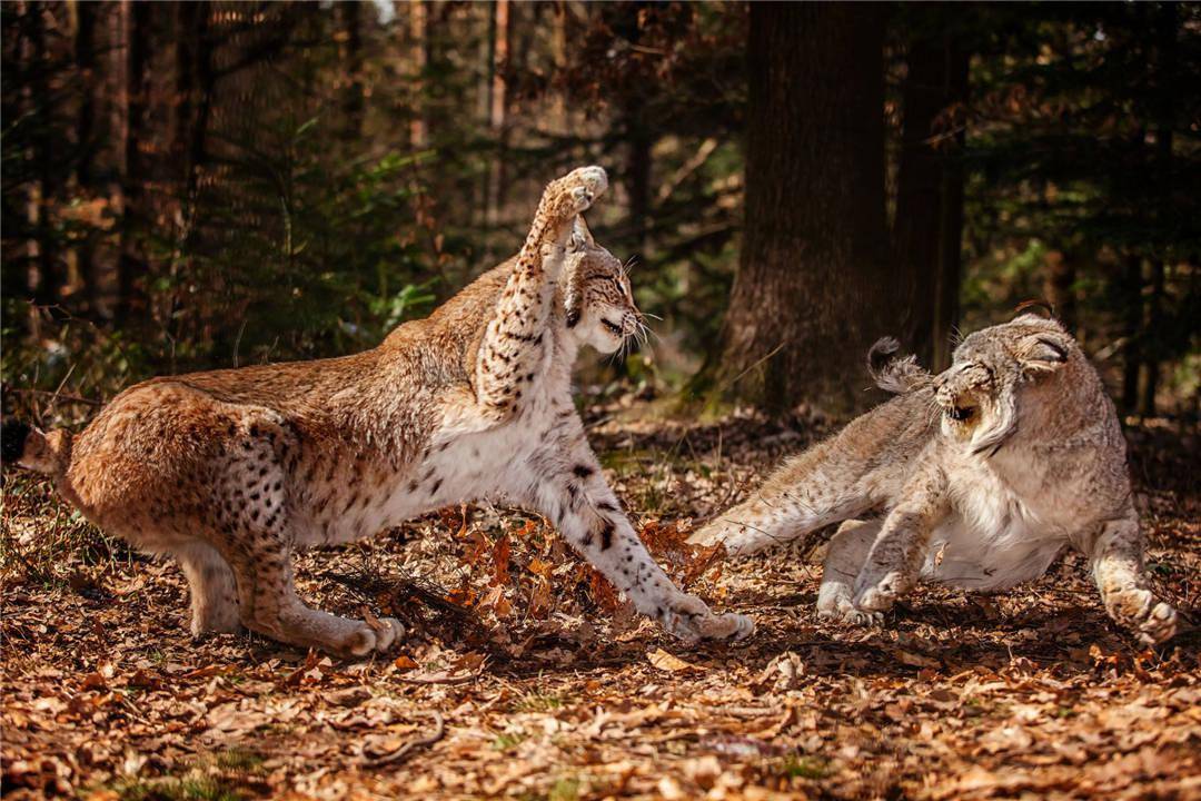 猞猁遇上美洲獅誰會贏永恆的自然法則殺或被殺