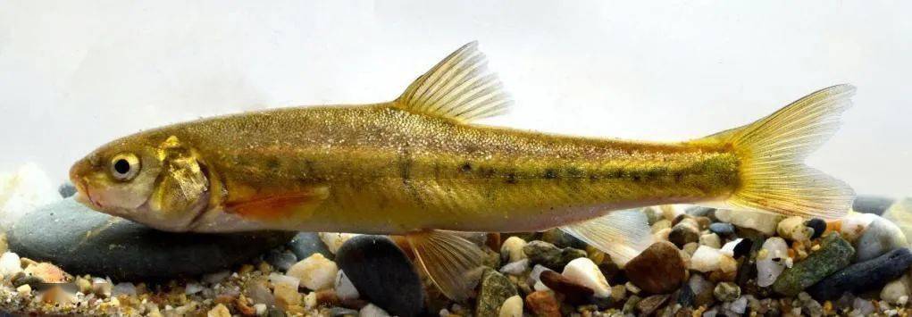 生物多样性保护重大工程(5)|怒江中下游部分特有鱼类分布区扩大