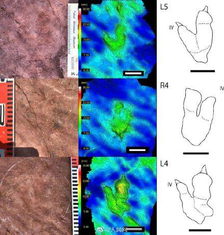 速度|科学家通过1亿年前脚印测出恐龙时速