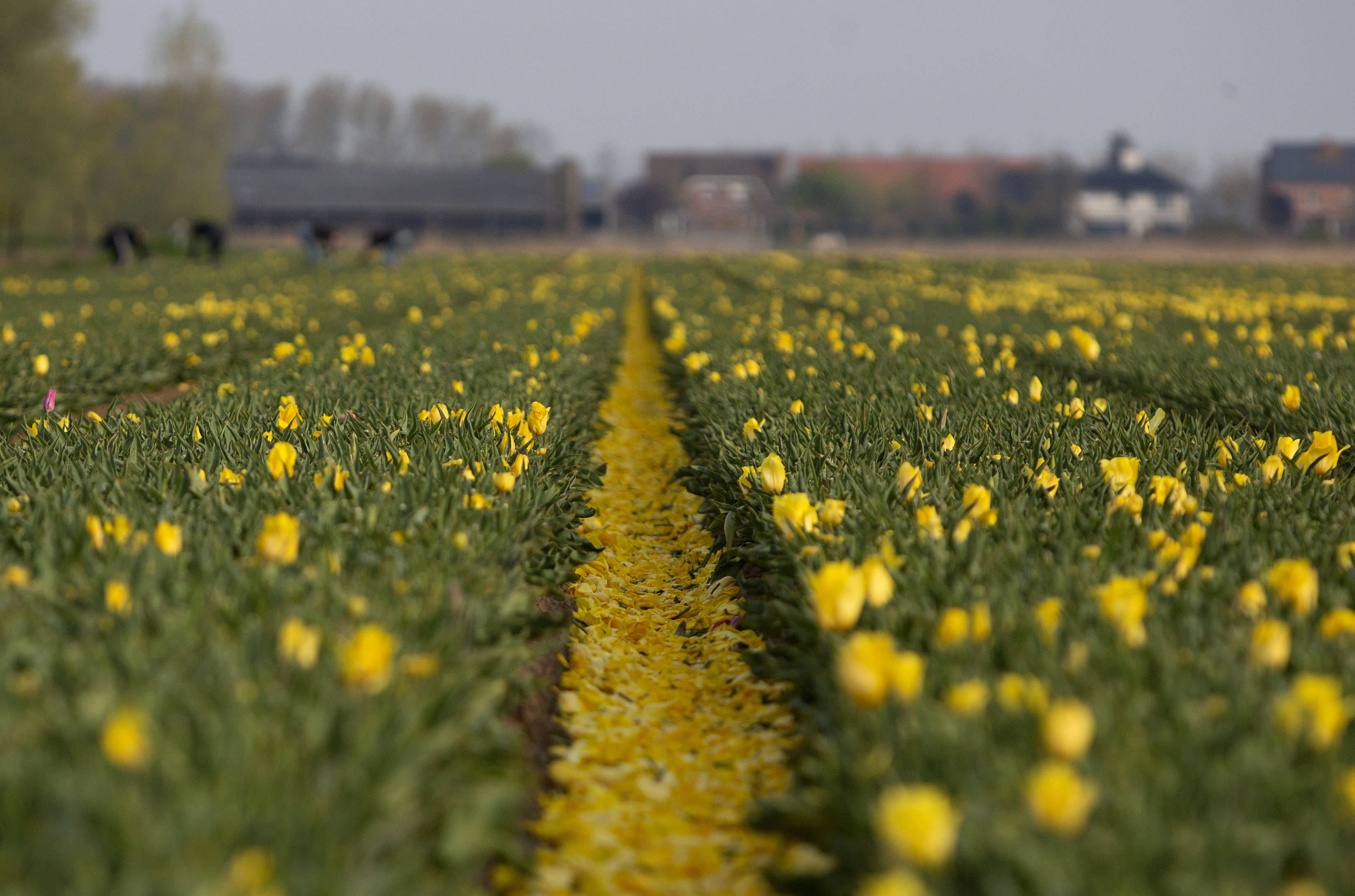 比利时的郁金香花田