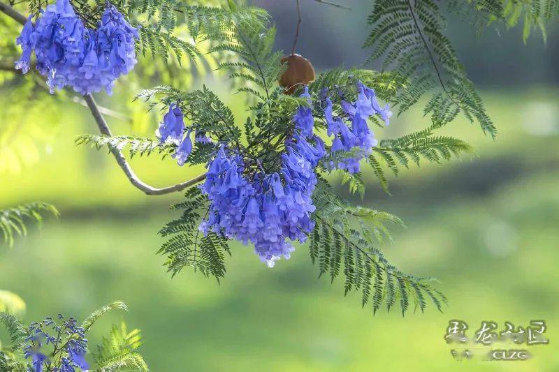 云岭花开五月天