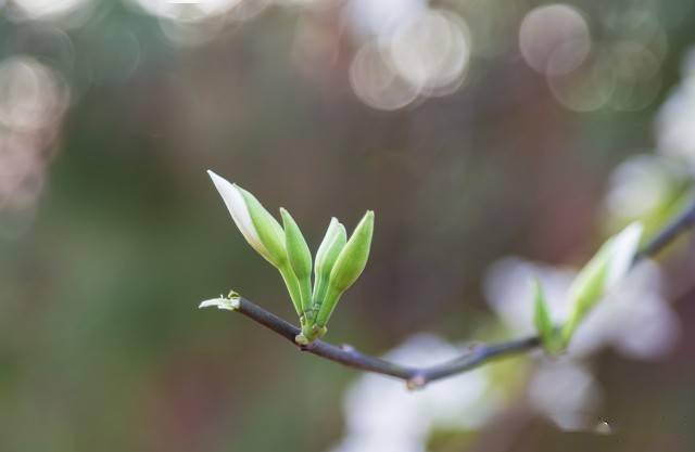 渭北春天树江东日暮云