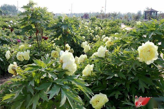 河北肃宁西泊庄村牡丹花开迎客来