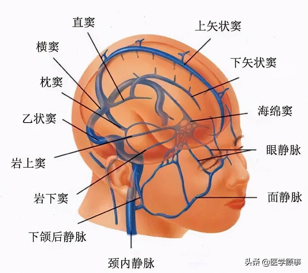图19 大脑大静脉图20 脑干静脉图21 颈内静脉图22 颈内静脉(断面观)图