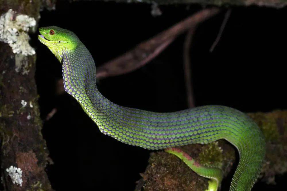 给大家表演一个囫囵吞蛙吧献丑献丑