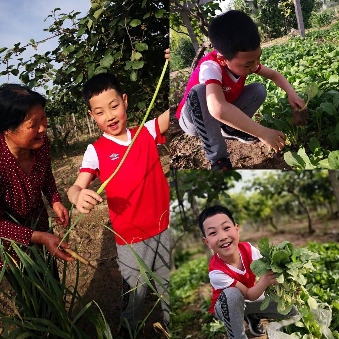 渭城区风轮小学少先队员五一劳动节主题实践活动