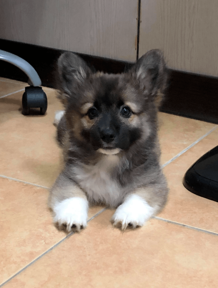 养到特别版柯基小短腿长了一张小黑脸网友是黑芝麻味儿的