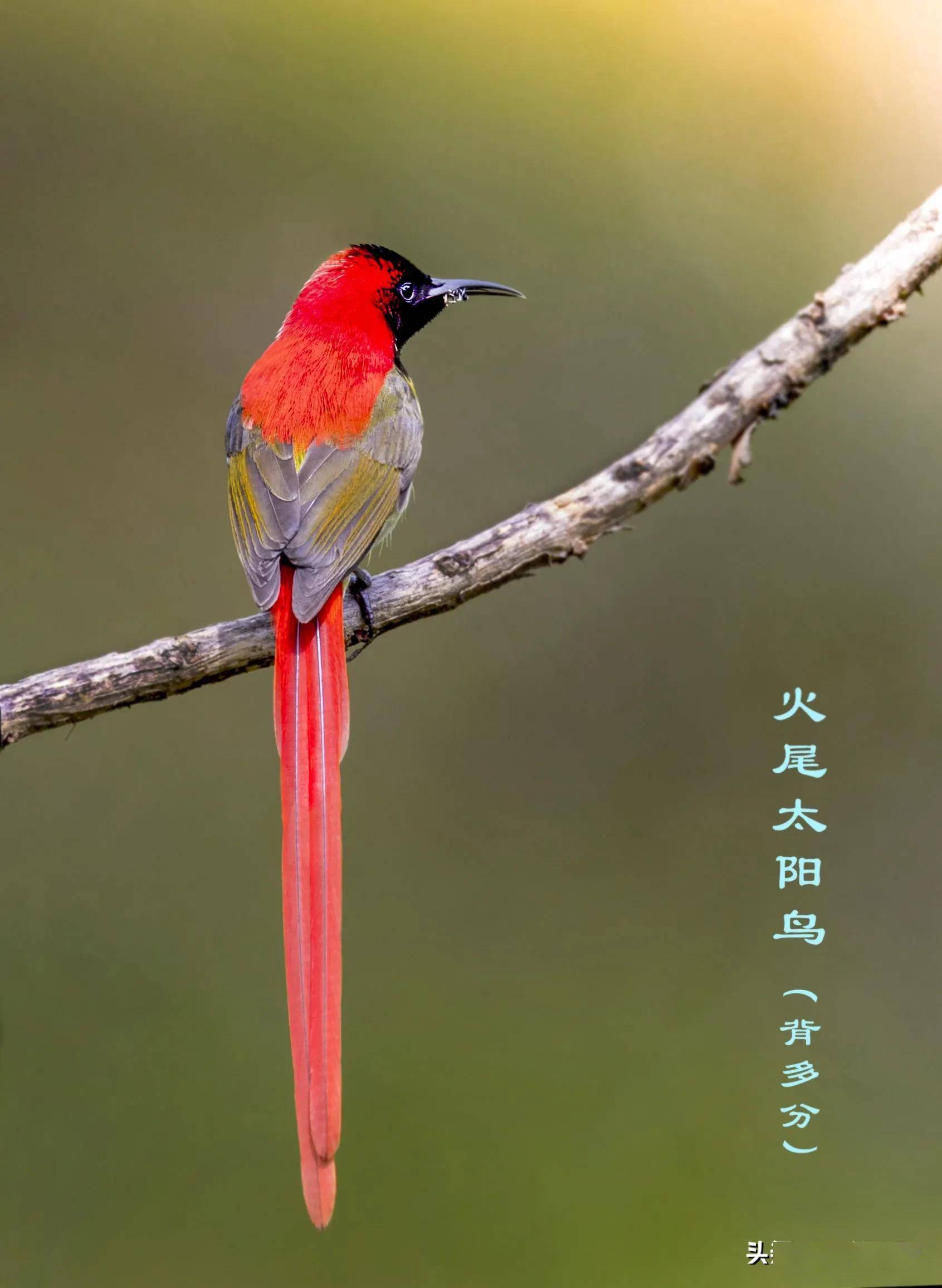 火尾太阳鸟晓阳george摄影