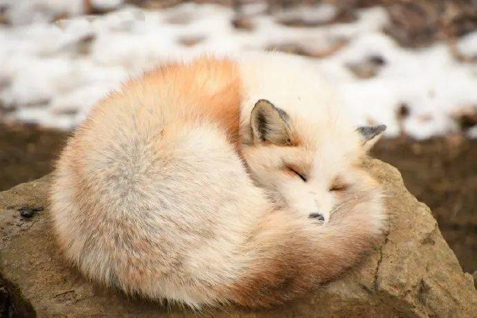 快来吸千娇百媚的茶金狐狐!_纣王