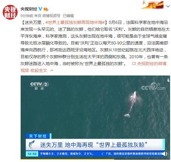 灰鲸|迷失万里，世界上最孤独灰鲸再现地中海
