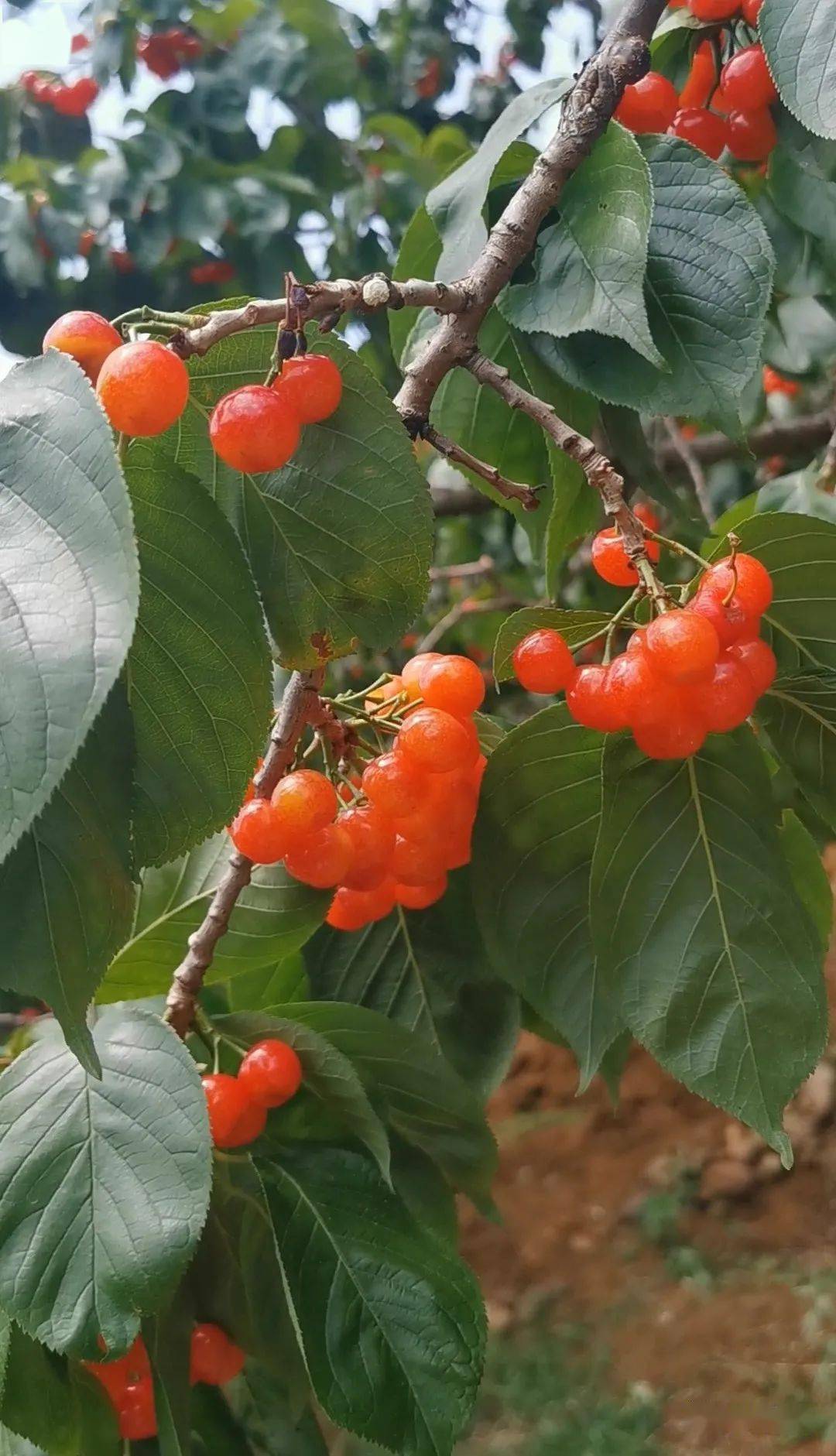 抢抓节令吃樱桃啦杨家湾一大波樱桃正在袭来