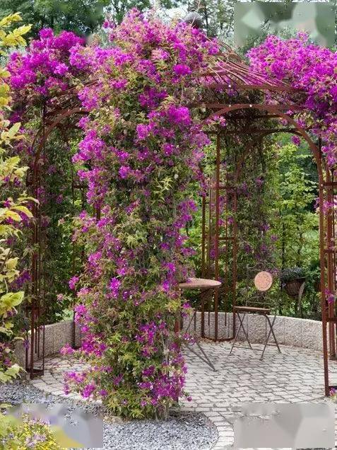 这些爬藤植物不仅可以乘凉,长成拱门如此绝美!_花儿