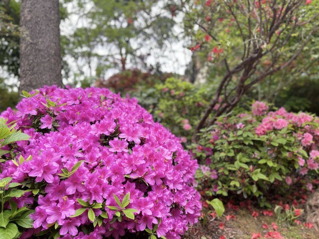 普陀人杜鹃绽放红街头快约上小伙伴一起走花路吧