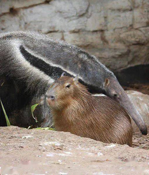水豚——动物界的社交王者