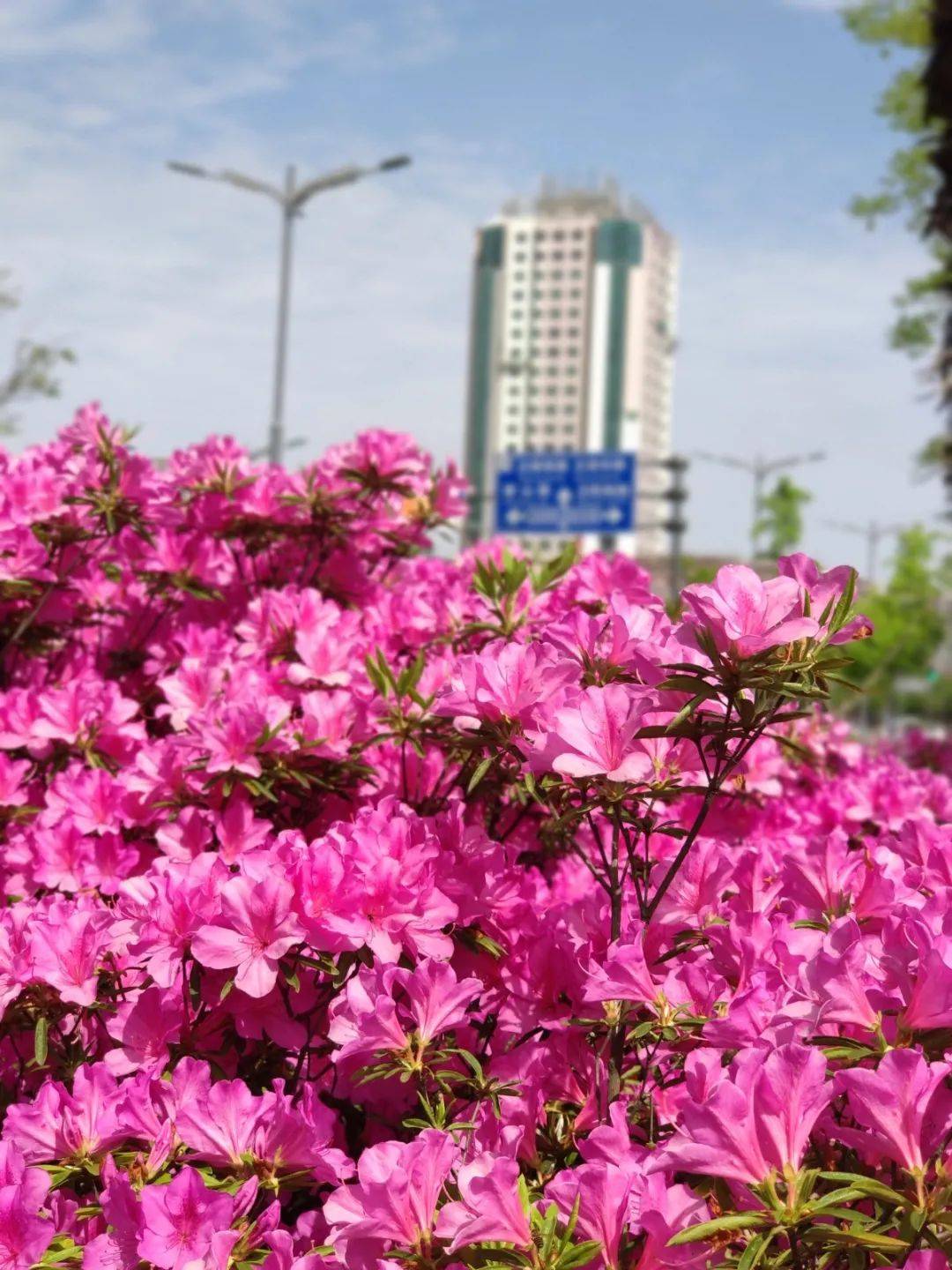 普陀人杜鹃绽放红街头快约上小伙伴一起走花路吧