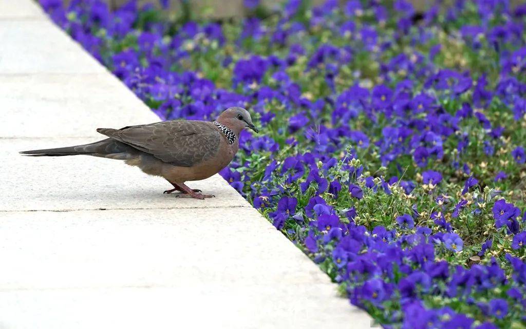 2021年4月24日,鄭州植物園,一隻在藍色角堇旁徘徊的斑鳩.