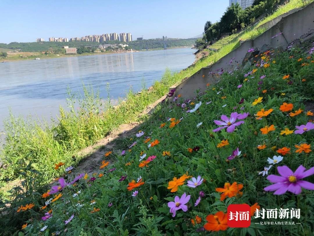 四川瀘州打造濱江路河灘生態景觀長廊