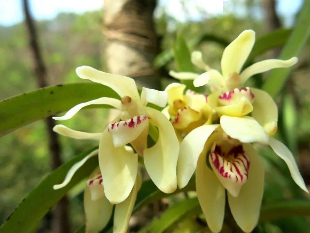 生物多样性看西双版纳植物篇十八美丽卓雅的小蓝万代兰