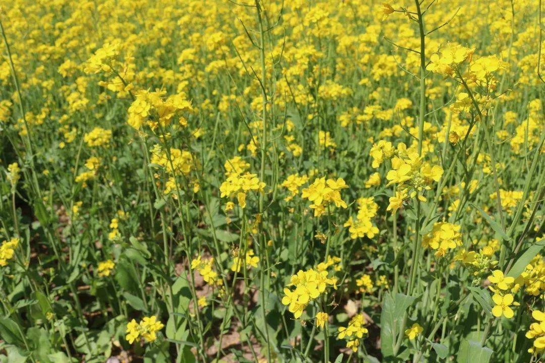 又一片花海北务镇百亩油菜花绽放