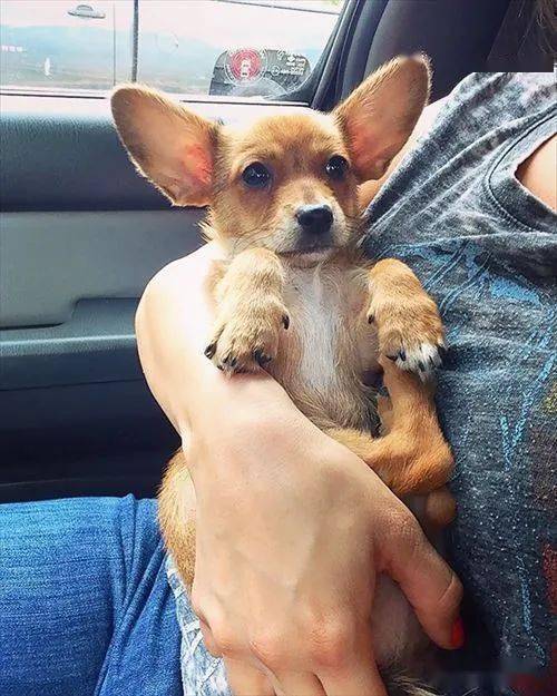 柯基 甲斐犬,狗子长成了熊的模样?柯基的小短腿基因,真的太强了