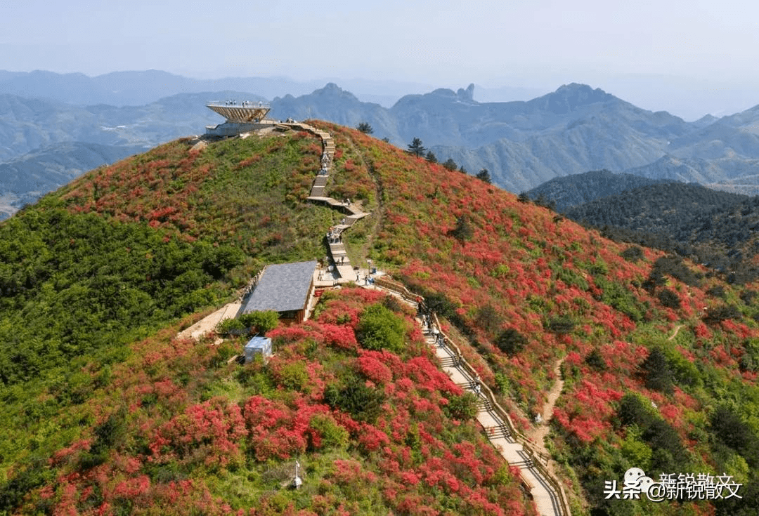 遂昌高坪万亩杜鹃图片