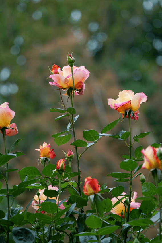 多图郑州五月花超美
