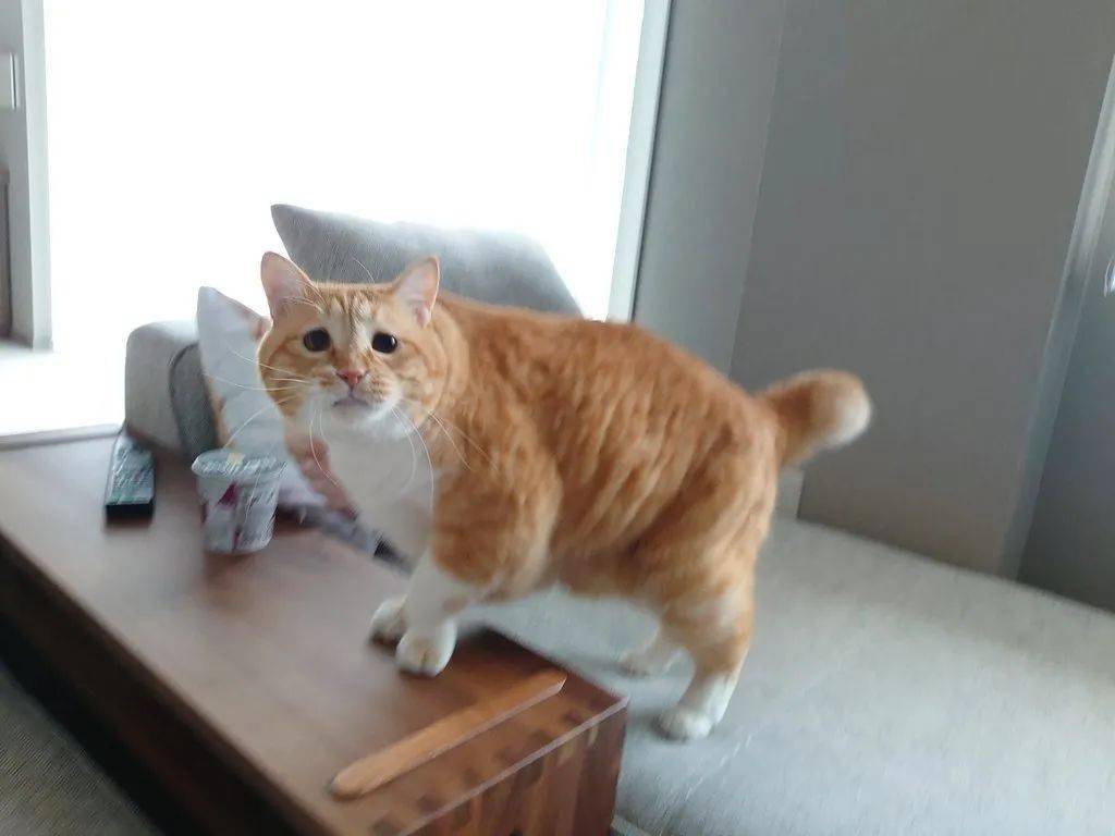 又丧又肥一脸哀伤日本一胖橘居然因为丧气脸火遍日网