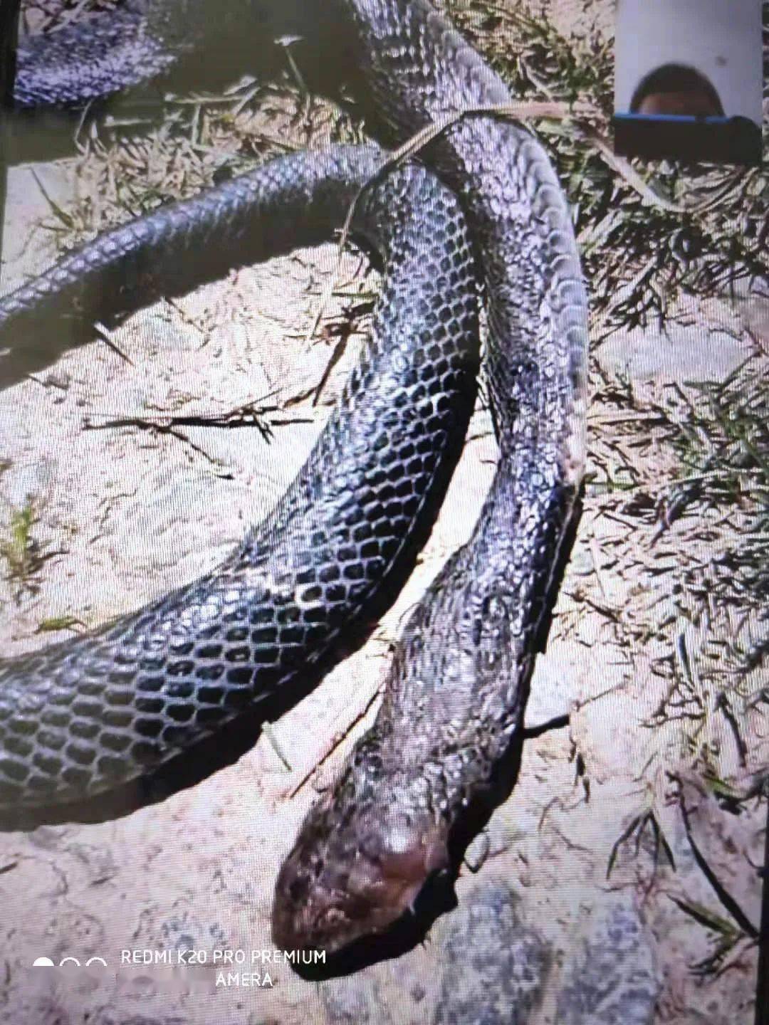 又到蛇出没季节,邵阳多人被毒蛇咬伤!