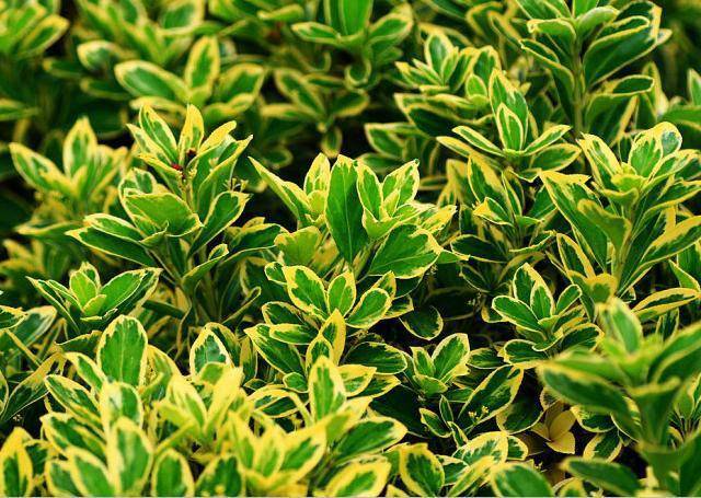 金边黄杨毛球种植与修剪技术方法