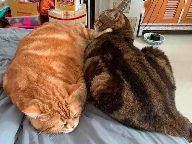 蛋蛋|喵生太艰难，猫：我受不了这委屈！