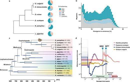 鸚鵡螺基因組測序分析揭示針孔眼形成和生物礦化機制