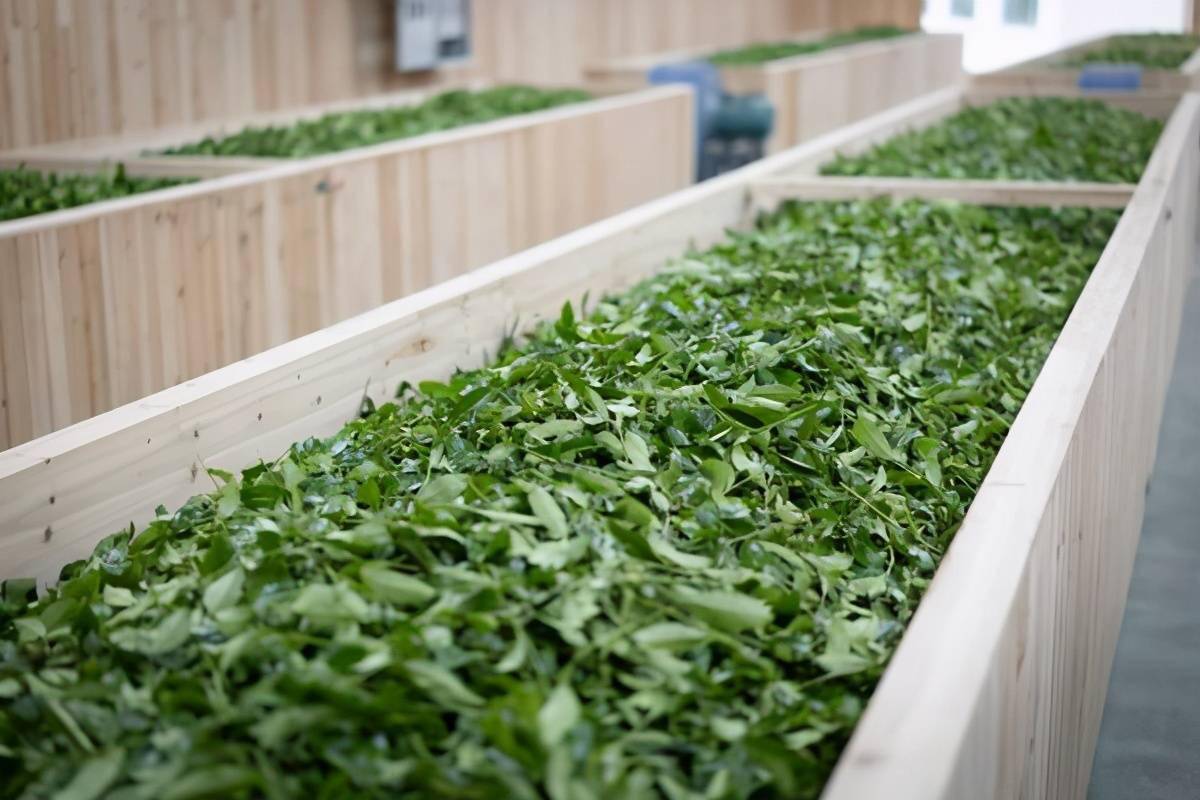 武夷岩茶的蜕变之旅，一起来看看茶叶都是怎么加工的吧