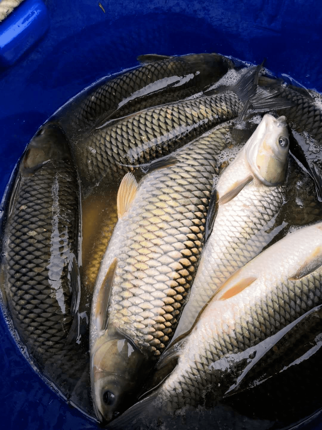 草鱼大牛市成鱼存塘量同比锐减5成预判好行情延续到明年