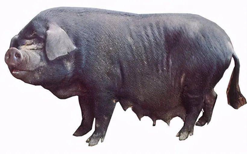 8种本土猪灭绝种猪进口98今后或遭卡脖子专家没技术壁垒