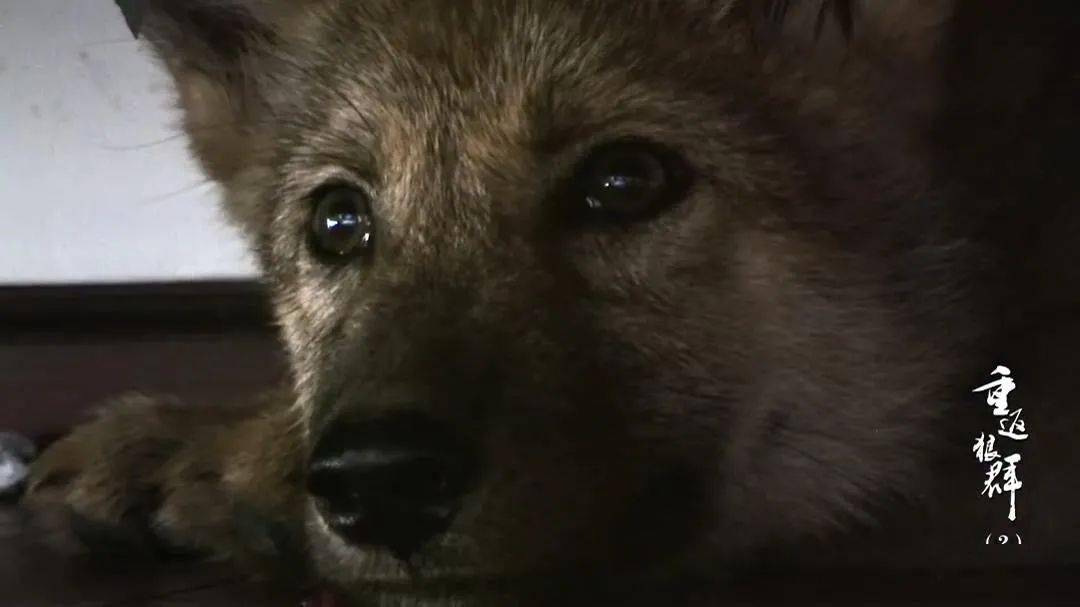 拿命撸狼这个中国女人太狠了