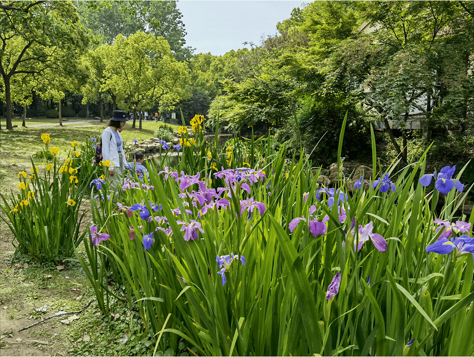 探索申城鸢尾初放在这些公园可与花之蝶邂逅